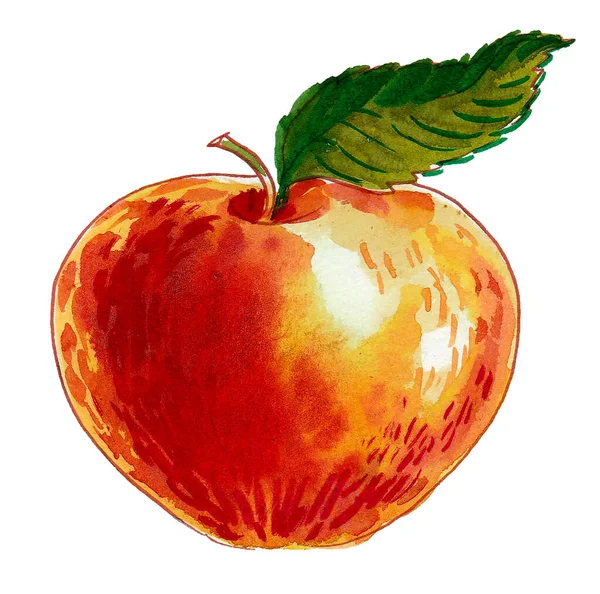 Frische Saftige Apfelfrüchte Tusche Und Aquarellzeichnung — Stockfoto