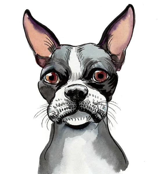 Cute French Bull Dog Puppy Ink Watercolor Drawing — Stock Photo, Image