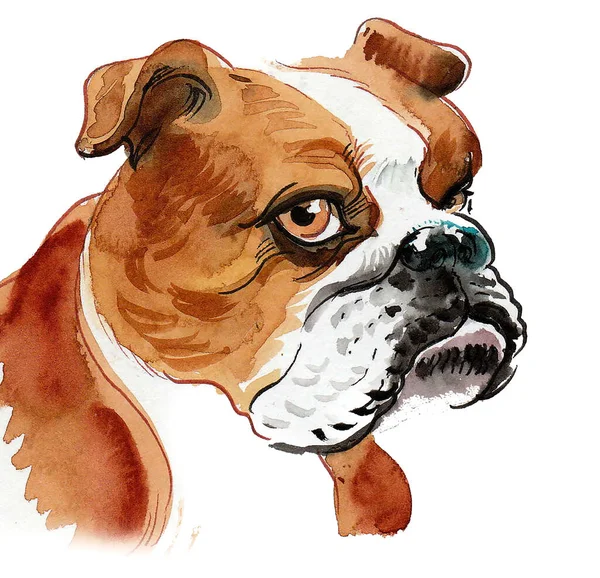 Şirin Boğa Köpek Kafası Mürekkep Suluboya Çizim — Stok fotoğraf