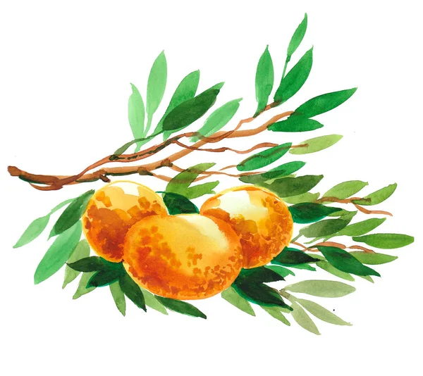 Mandarinfrukter Ett Träd Akvarellmålning — Stockfoto