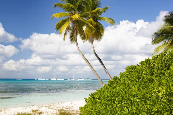 Dominican Republic, Caribbean Sea. Tropical beach of the island of Saona.