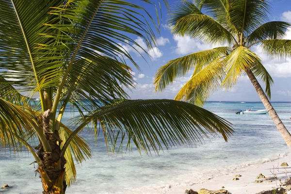 Beautiful palm trees on foreground and catamarans with boats near island of Saona in Caribbean Sea.