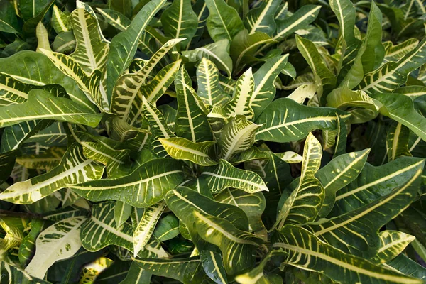 Plant texture background. Colorful leaves of tropical plants.