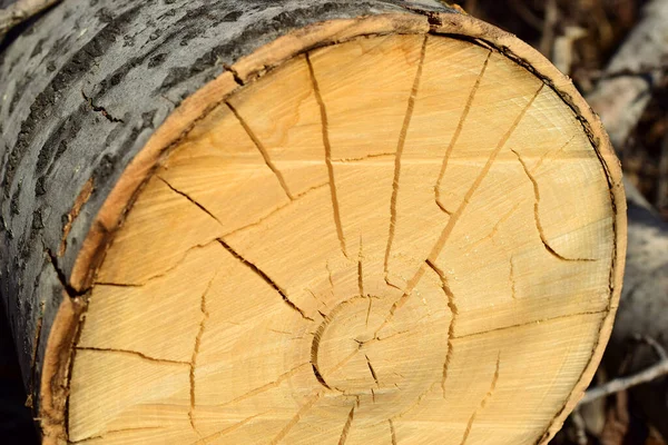 Sawn wood. Part of an aspen tree. Closeup.