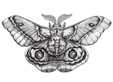 Kelebek dövmesi art. Dotwork dövme. Antherina suraka. Madagaskar bullseye güve