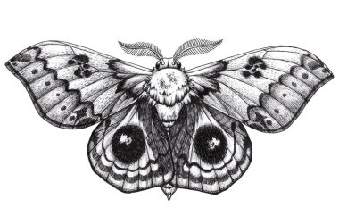 Güzel kelebek dövmesi. Antherina suraka. Madagaskar bullseye. Dotwork dövme. Geleneksel siyah nokta stili mürekkep.