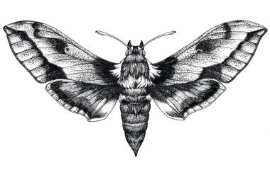 Elle çizilmiş kelebek dövmesi. Dotwork dövme. Sinek kuşu hawk güve. Macroglossum stellatarum. Lepidoptera.