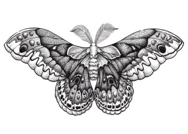 Kelebek dövmesi art. Dotwork dövme. Hyalophora cecropia. Cecropia güve. Özgürlük, Doğa, Güzellik, mükemmelliğin sembolü