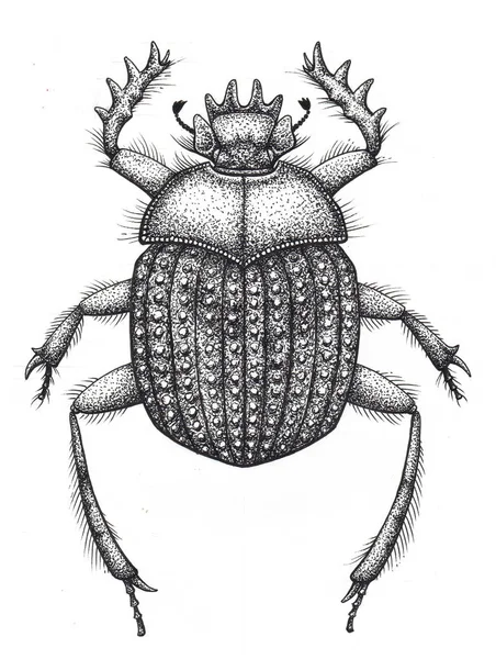 Escarabajo sagrado de escarabajos tatuaje arte. Tatuaje de trabajo de punto. Insecto. Símbolo de vida eterna, resurrección, avivamiento —  Fotos de Stock