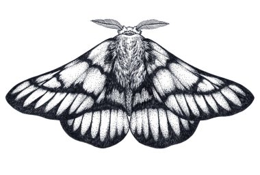 Elle çizilmiş kelebek dövmesi. Dotwork dövme. Hemileuca griffini. Griffin sheepmoth veya Kanada fleabane güve.