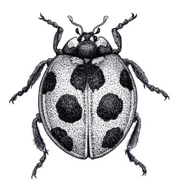 Uğur böceği dövme sanatı. Uğur böceği illüstrasyon. Bayan beetle dövme. Coccinellidae. Nokta iş dövme. Böcek çizim.