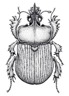 Bokböceği böceği dövme. Nokta iş dövme. Böcek. Sonsuz hayat, diriliş, canlanma sembolü