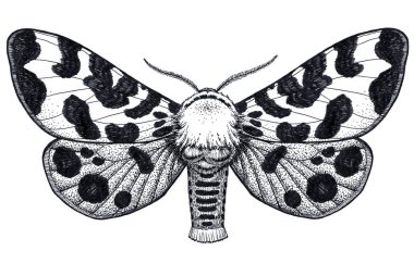 Elle çizilmiş kelebek dövmesi. Benekli kelebek. Arctia Caja Americana. Dotwork dövme.