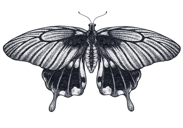 아름 다운 나비 문신 밑그림입니다. 열 대는 나비 제비 Memnon입니다. Dotwork 문신입니다. 전통적인 블랙 도트 스타일 잉크. — 스톡 사진