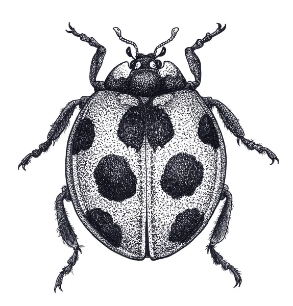 Ladybug tattoo art. Ladybird illustration. Lady beetle tattoo. Dot work tattoo. Ladybug symbol of luck — Stock Photo, Image