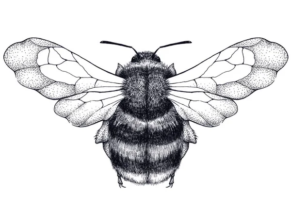 Татуировка пчелы. Татуировка. Мистический символ трудолюбия, экономики, чистоты, бессмертия, плодородия и целомудрия — стоковое фото