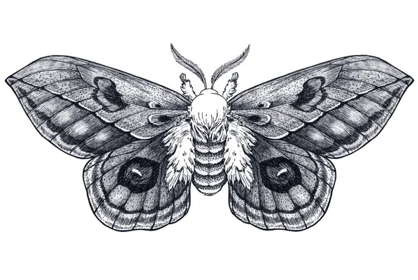 Tatuagem de borboleta desenhada à mão. Tatuagem de bordado. Automeris Randa. Símbolo místico de liberdade, beleza, vida, perfeição — Fotografia de Stock