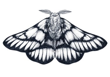 Elle çizilmiş kelebek dövmesi. Dotwork dövme. Hemileuca griffini. Griffin sheepmoth veya Kanada fleabane güve.