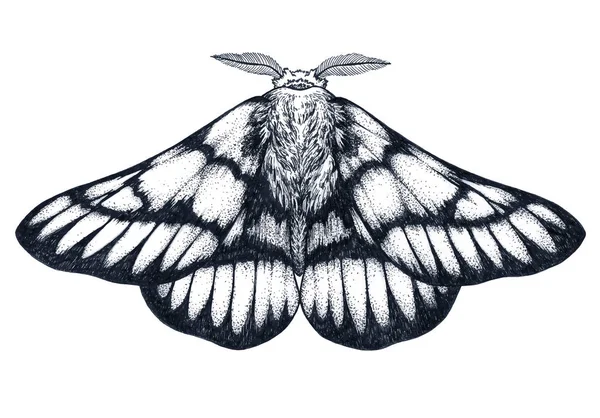 Ručně tažené butterfly tetování. Dotwork tattoo. Hemileuca griffini. Gryfové sheepmoth nebo kanadské fleabane můra. — Stockový vektor