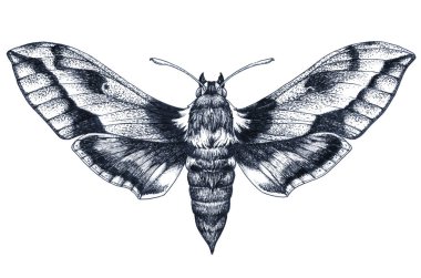 Elle çizilmiş kelebek dövmesi. Dotwork dövme. Sinek kuşu hawk güve. Macroglossum stellatarum. Lepidoptera.