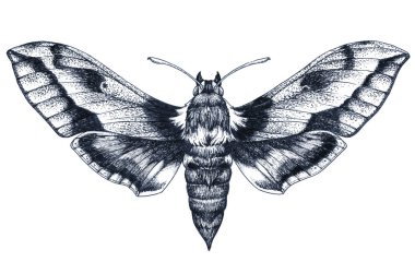 Hand drawn butterfly tattoo. Dotwork tattoo. Hummingbird hawk moth. Macroglossum stellatarum. Lepidoptera. clipart