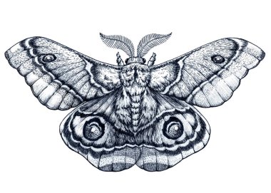 Kelebek dövmesi art. Dotwork dövme. Antherina suraka. Madagaskar bullseye güve