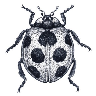 Uğur böceği dövme sanatı. Uğur böceği illüstrasyon. Bayan beetle dövme. Nokta iş dövme. Şans uğur böceği sembolü
