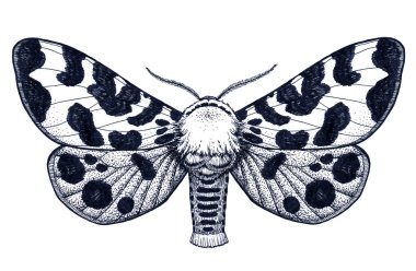 Elle çizilmiş kelebek dövmesi. Benekli kelebek. Arctia Caja Americana. Dotwork dövme.