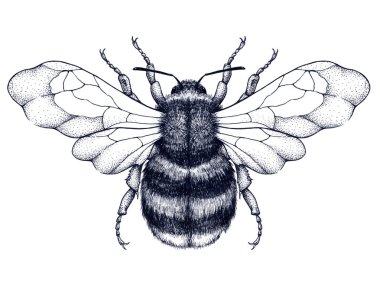 Bal arısı dövmesi. Dotwork dövme. Titizlik, ekonomi, saflık, ölümsüzlük, doğurganlık ve iffet mistik sembol