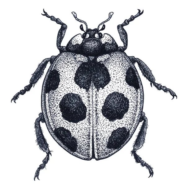 Ladybug tattoo art. Ladybird illustration. Lady beetle tattoo. Dot work tattoo. Ladybug symbol of luck — Stock Vector