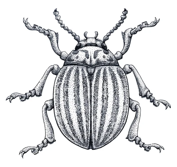 Colorado Kartoffelkäfer Tätowierkunst. Kartoffel bug.leptinotarsa decemlineata. Punkt Arbeit Tätowierung. Insektenzeichnung. — Stockvektor