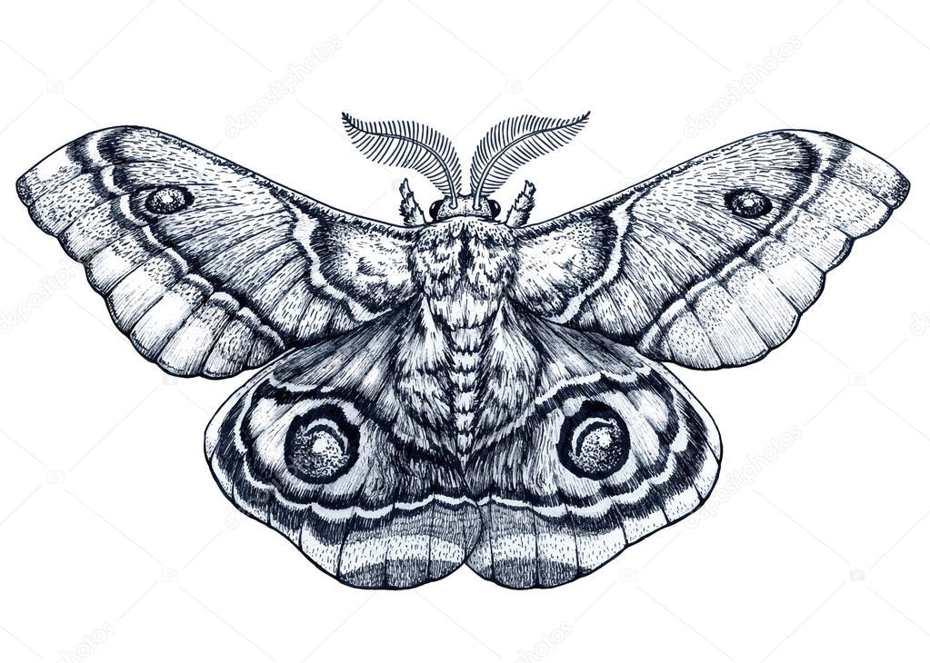 Butterfly tattoo art. Dotwork tattoo. Antherina suraka. Madagascar bullseye moth