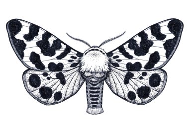 Hand drawn butterfly tattoo. Spotty butterfly. Arctia Caja Americana. Dotwork tattoo. clipart