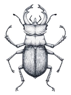 Stag beetle dövme sanatı. Lucanus cervus. Nokta iş dövme. Böcek. Otorite, güç, güç ve asalet sembolüdür.