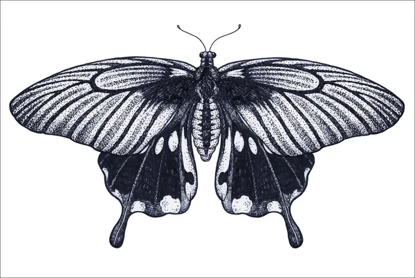 Όμορφη πεταλούδα τατουάζ σκίτσο. Τροπικές πεταλούδες. Papilio Μέμνονα. Τατουάζ Dotwork. Παραδοσιακή μαύρη κουκκίδα μελανιού στυλ. — Διανυσματικό Αρχείο