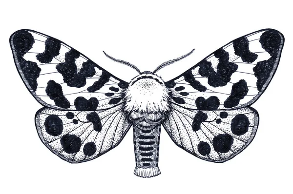 Tatuaje de mariposa dibujado a mano. Mariposa manchada. Arctia Caja Americana. Tatuaje de punto . — Archivo Imágenes Vectoriales