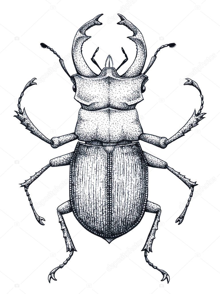 Stag beetle tattoo art. Lucanus cervus. Dot work tattoo. Insect. Symbol of authority, strength, power and nobility.