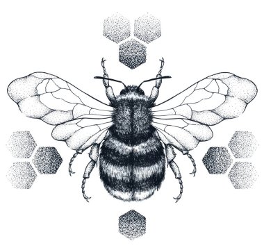 Çizgili bal arısı peteklerin üzerine oturur. Tattoo.T-shirt illustartion