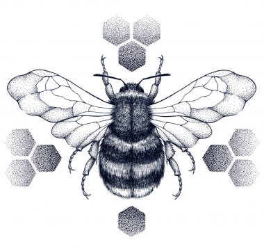 Çizgili bal arısı peteklerin üzerine oturur. Tattoo.T-shirt illustartion