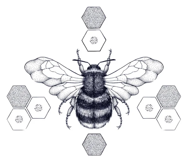 Striped honey bee sits on honeycombs. Tattoo.T-shirt illustartion — Stock Photo, Image