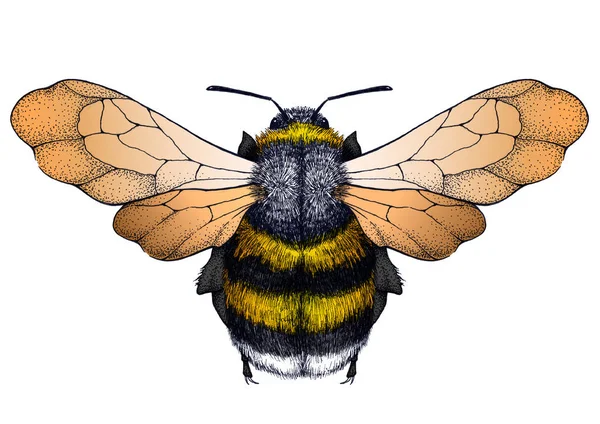 Bienenstich. Dotwork Tätowierung. Symbol für Sorgfalt — Stockfoto