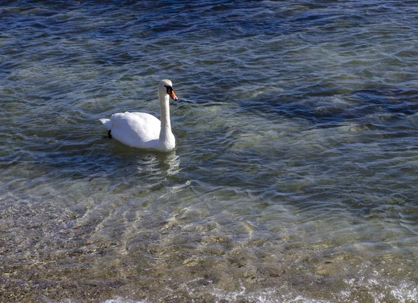 Cygnes blancs migrateurs sur la mer Noire à Varna, Bulgarie — Photo