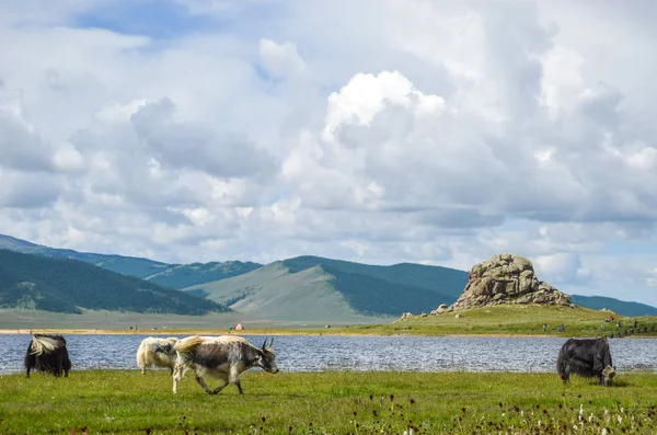 Mongolian yaks grazing around the White Lake — Stock Photo, Image