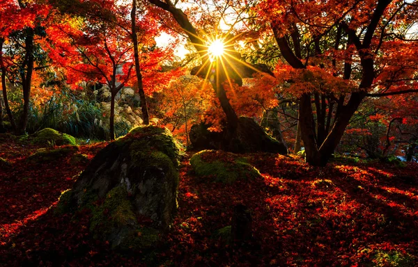 Silhouette Feuille Automne Avec Éclat Soleil Dans Temple Eikando Kyoto — Photo