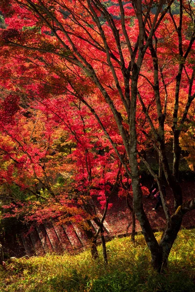 Sonbahar Yaprak Yatay Kyoto Japonya — Stok fotoğraf