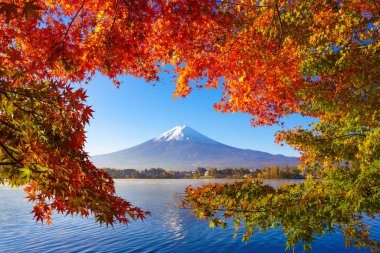 Sonbaharda kırmızı akçaağaçlı Fuji Dağı, Kawaguchiko Gölü, Japonya