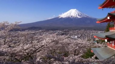 İlkbaharda Chureito Pagoda ile Fuji Dağı'nın panning çekimi, Fujiyoshida, Japonya