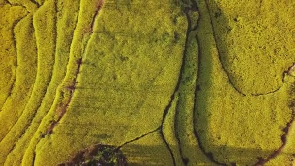 Letecký Pohled Drone Letu Nad Canola Květinové Pole Luoping Čína — Stock video