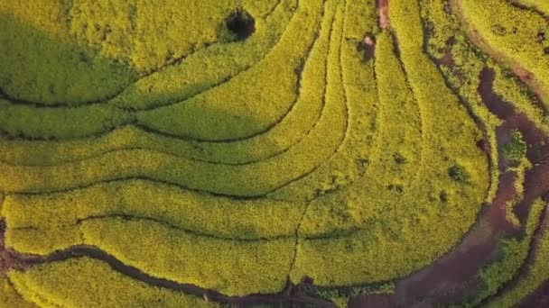 Letecký Pohled Drone Letu Nad Canola Květinové Pole Luoping Čína — Stock video