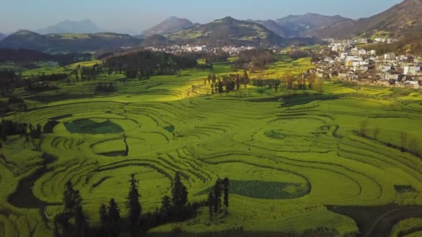 Letecký Pohled Drone Letu Nad Canola Květinové Pole Luoping Čína — Stock video